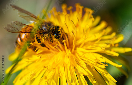 abeille et dent de lyon

