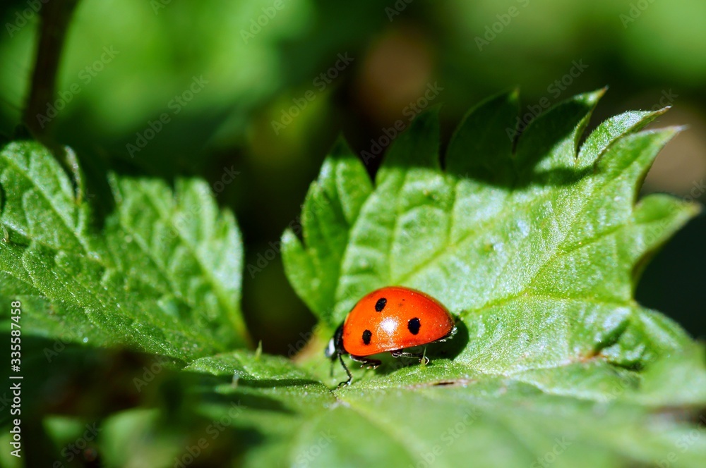 ladybug on leaf ladybug on leaf