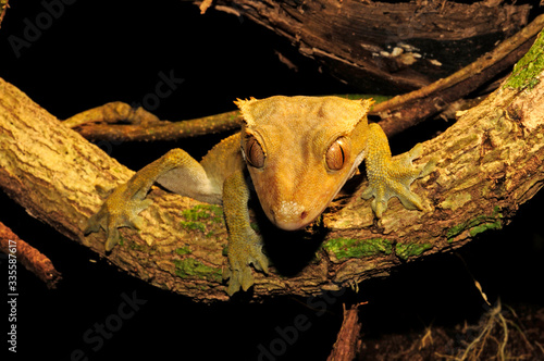 Neukaledonischer Kronengecko (Correlophus ciliatus / Rhacodactylus ciliatus) - Île des Pins, Neukaledonien - Crested gecko, Île des Pins, New Caledonia photo