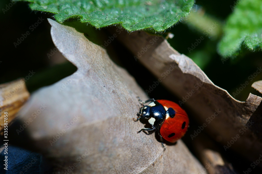 Obraz premium ladybug on a leaf