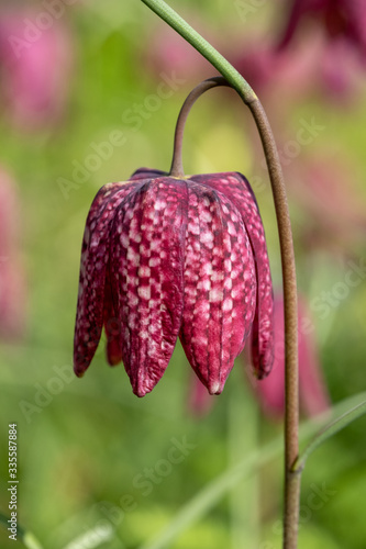 snake's head fritillary flowers, photographed at Eastcote House Gardens, London Borough of Hillingdon UK, in spring.