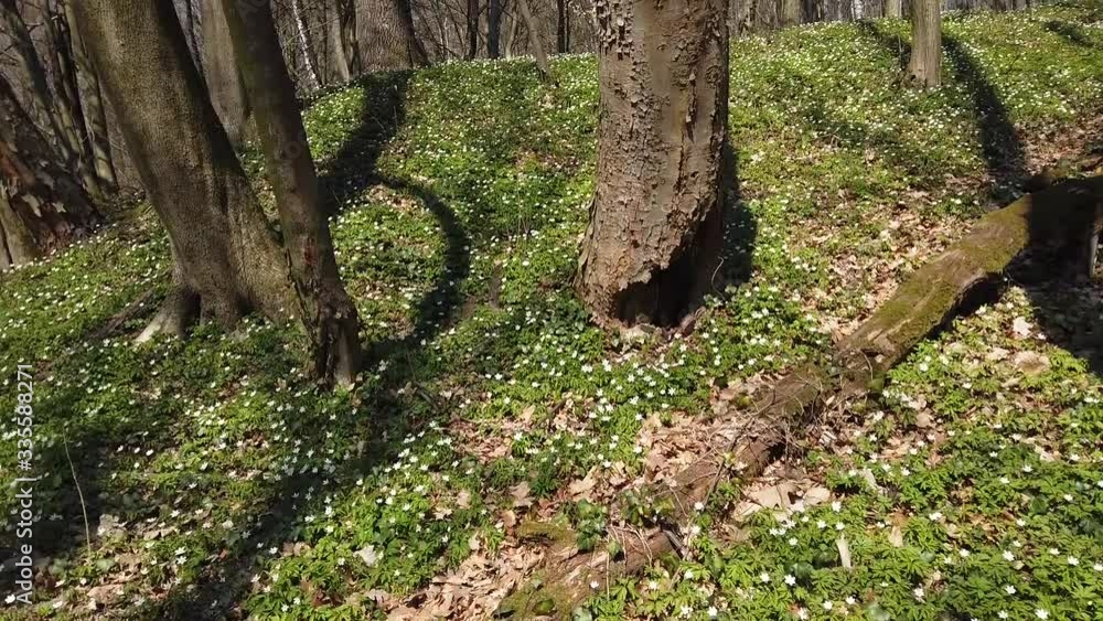 White anemone flowers in the forest. White anemone flowers in the forest.