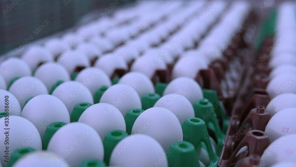 camera move from left to right along tray with white chicken eggs poultry farm food business camera move from left to right along tray with white chicken eggs poultry farm food business