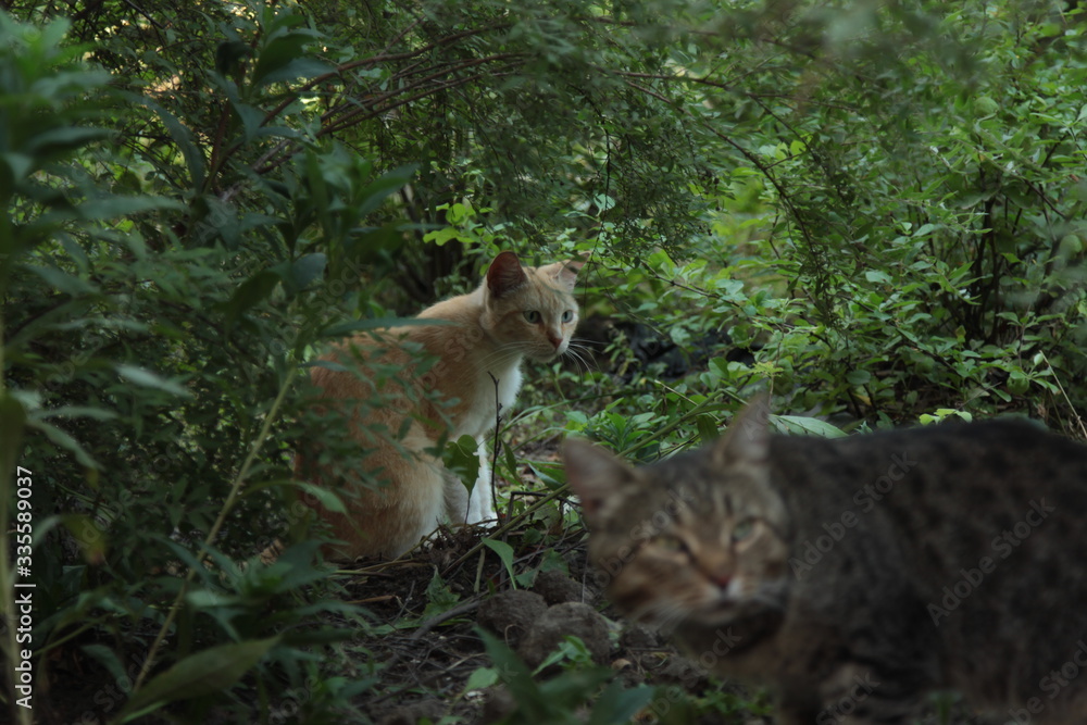 Fototapeta premium cats in the grass