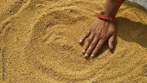 Yellow mustard seeds pile. Full frame. Hand move. Close up. Macro.