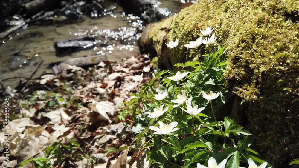 White anemone flowers in the forest. White anemone flowers in the forest.