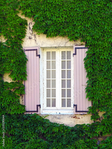 Ivy covered window, Provence