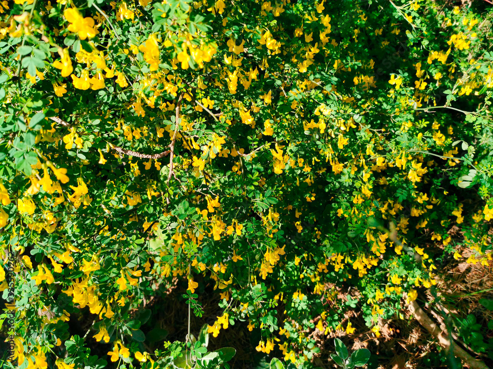 Background textured with green grass and yellow flowers in a sunny day Background textured with green grass and yellow flowers in a sunny day