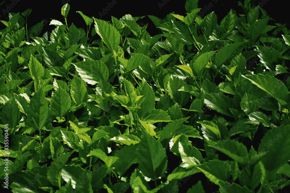 green leaves background -image green leaves background -image