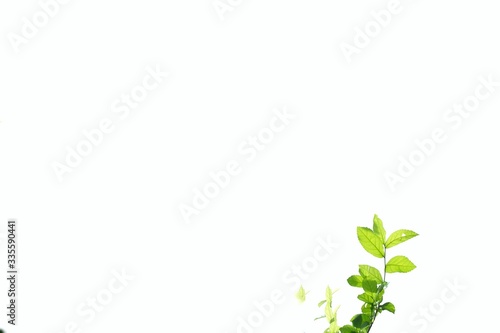 Young tropical plant leaves with branches and sun light on white isolated background for green foliage backdrop and copy space 