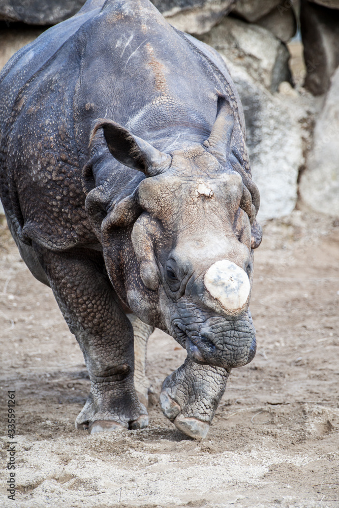 Indisches Panzernashorn