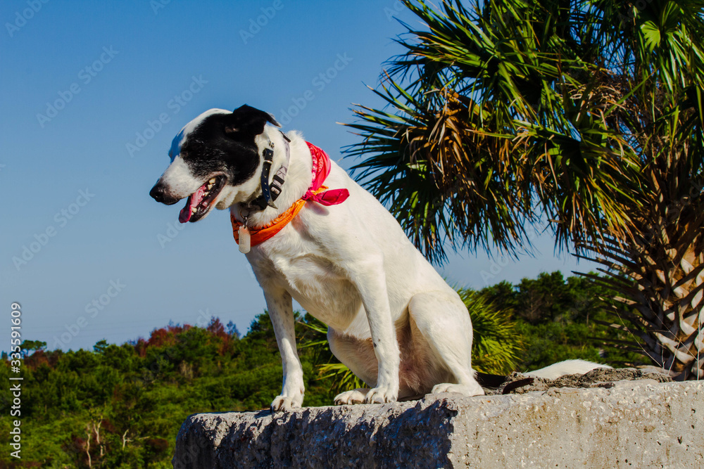 dog sitting on concrete pedestal