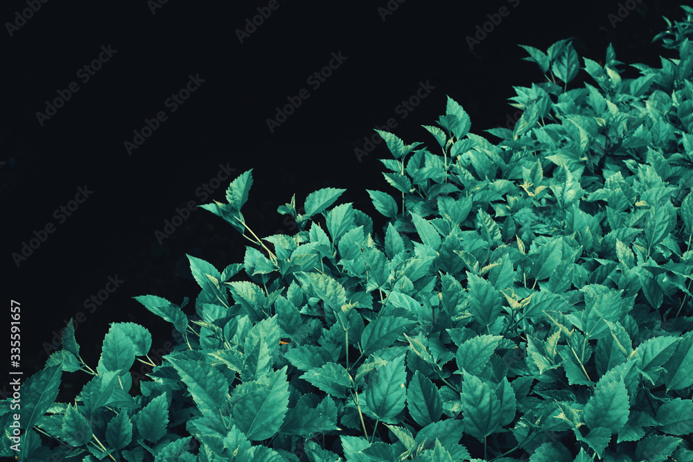 Obraz premium Tropical leaf texture background -stock image 