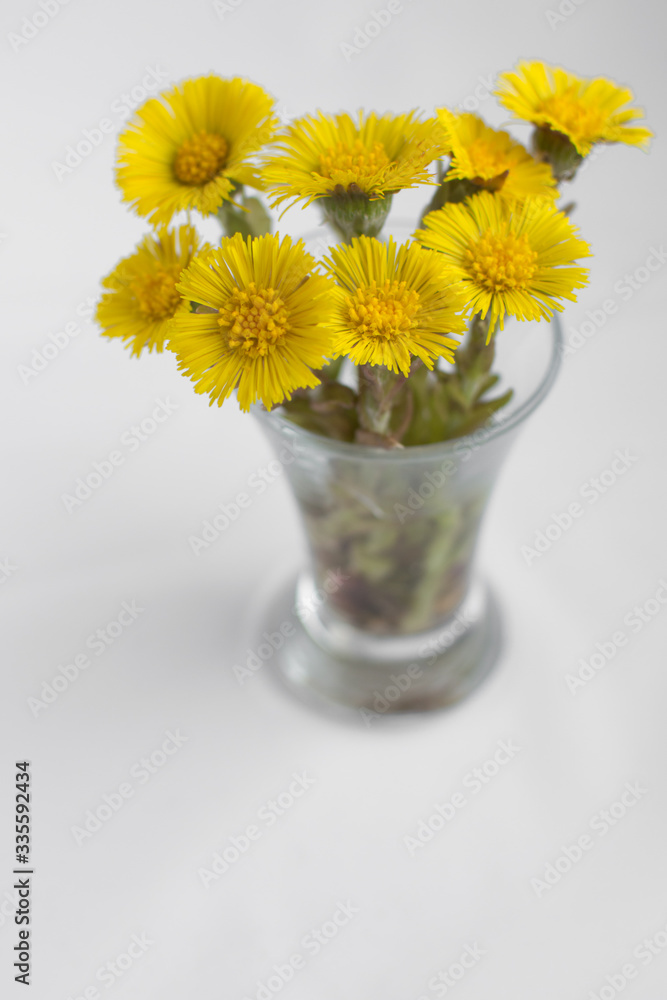 coltsfoot blooms flower lumina vase glass small spring first yellow stamen bud pestle sunny foalfoot