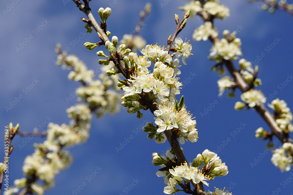 Mirballe Obstbaum Blüte