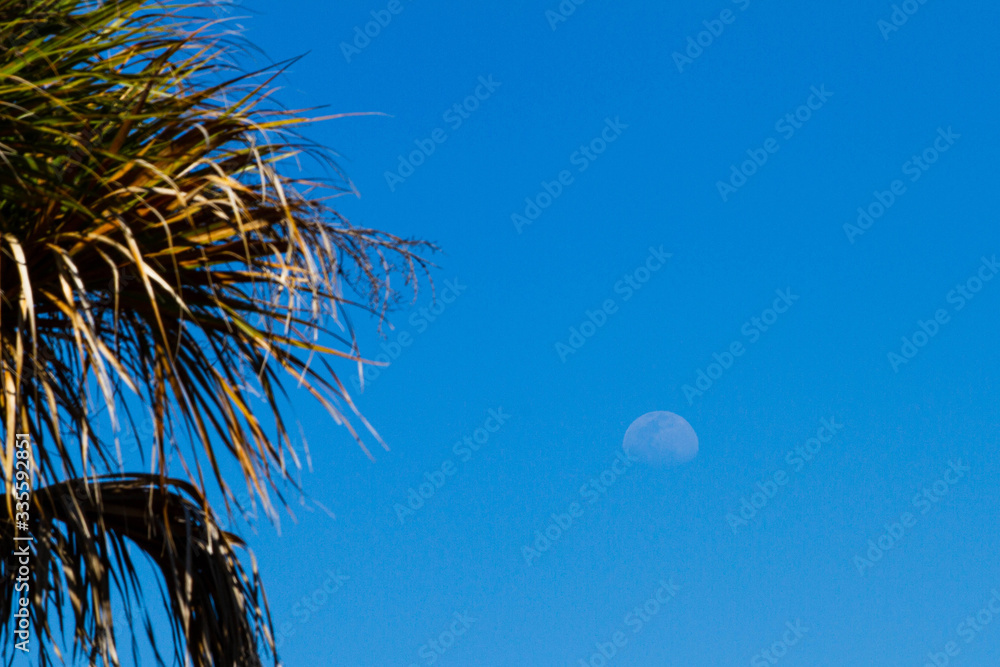 Obraz premium palm tree and moon
