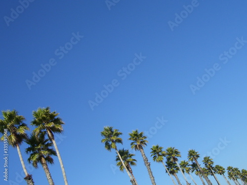 Palmen am californischem Himmel, Platz für Text