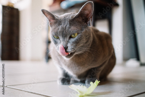 Fototapeta Naklejka Na Ścianę i Meble -  chat qui mange de la salade
