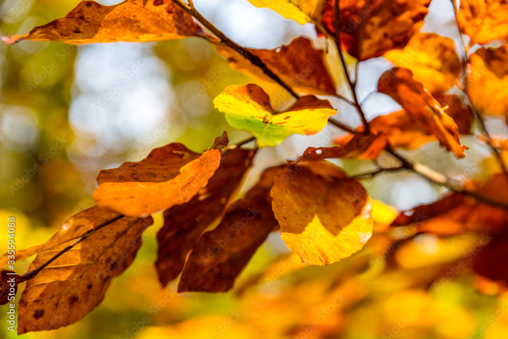 Fototapeta premium Herbst