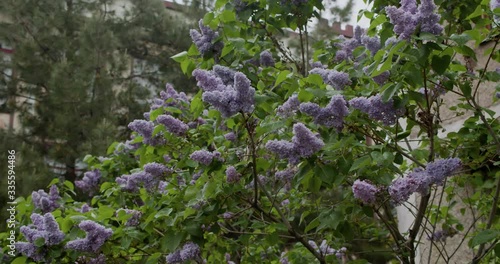 Lilac flowers swing in the wind photo