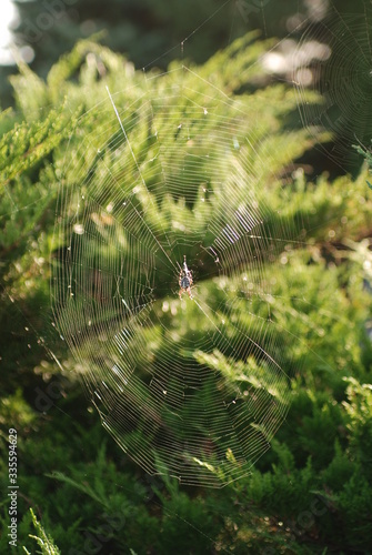 Pająk na pajęczynie w letni poranek.
Spider on cobweb on a summer morning