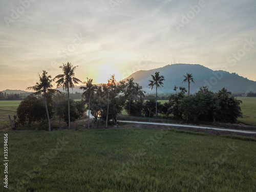 Green field with coconut trees in a row.