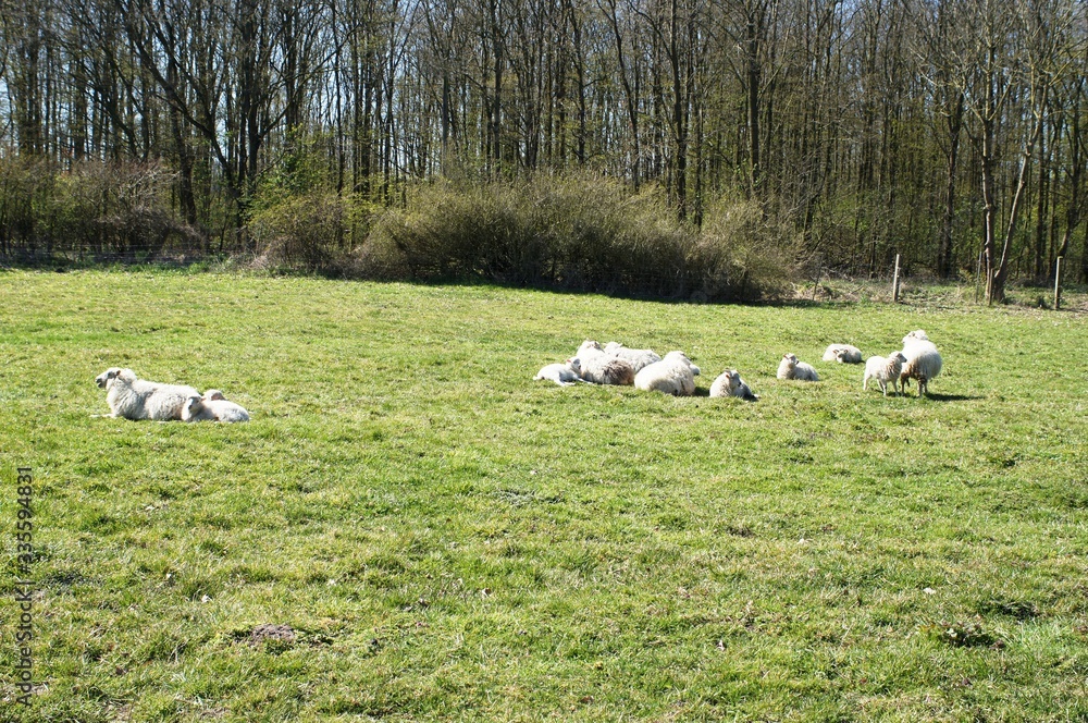 sheep in the  field
