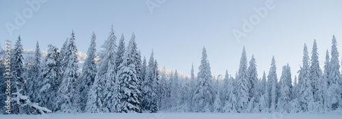 Panorama of a beautiful winter forest in the moring light taken in the Ural mountains
