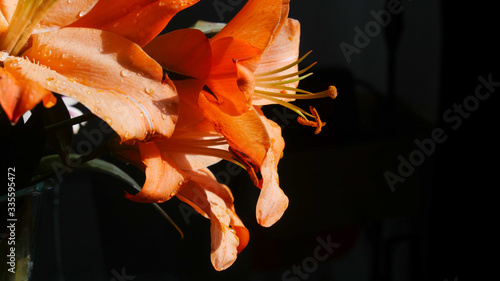 orange Lily with black background close up 