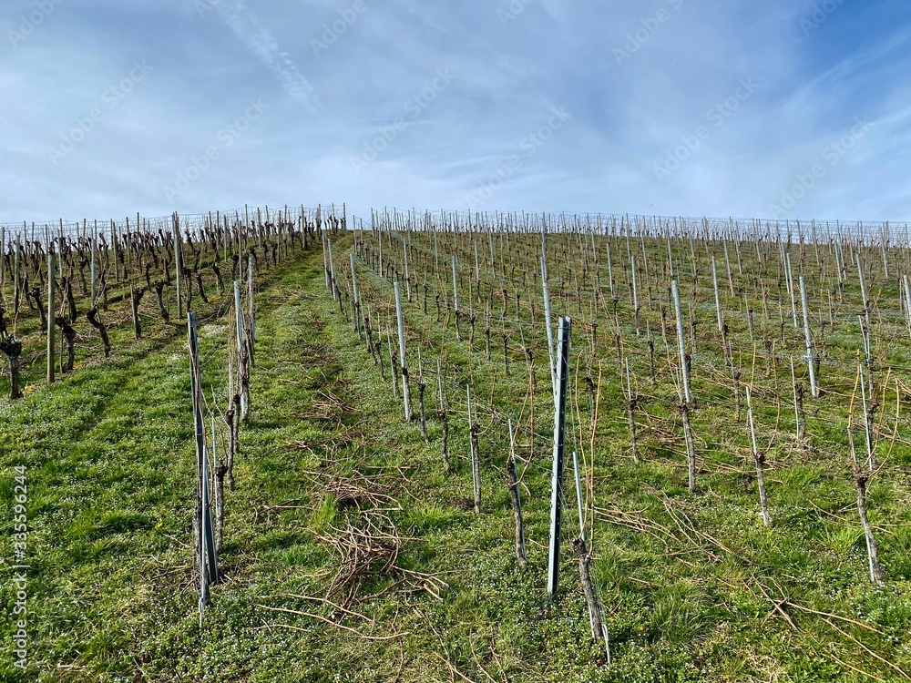 Obraz premium Weinberg in meersburg am bodensee
