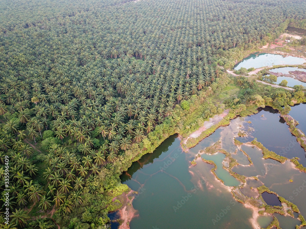 Oil palm plantation beside green lake Guar Petai.