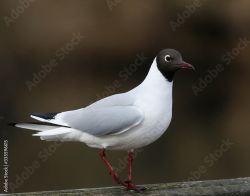 Obraz na plátně Black-headed Gull