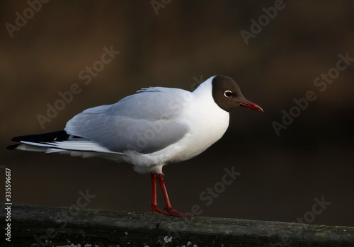 Fotografie Black-headed Gull
