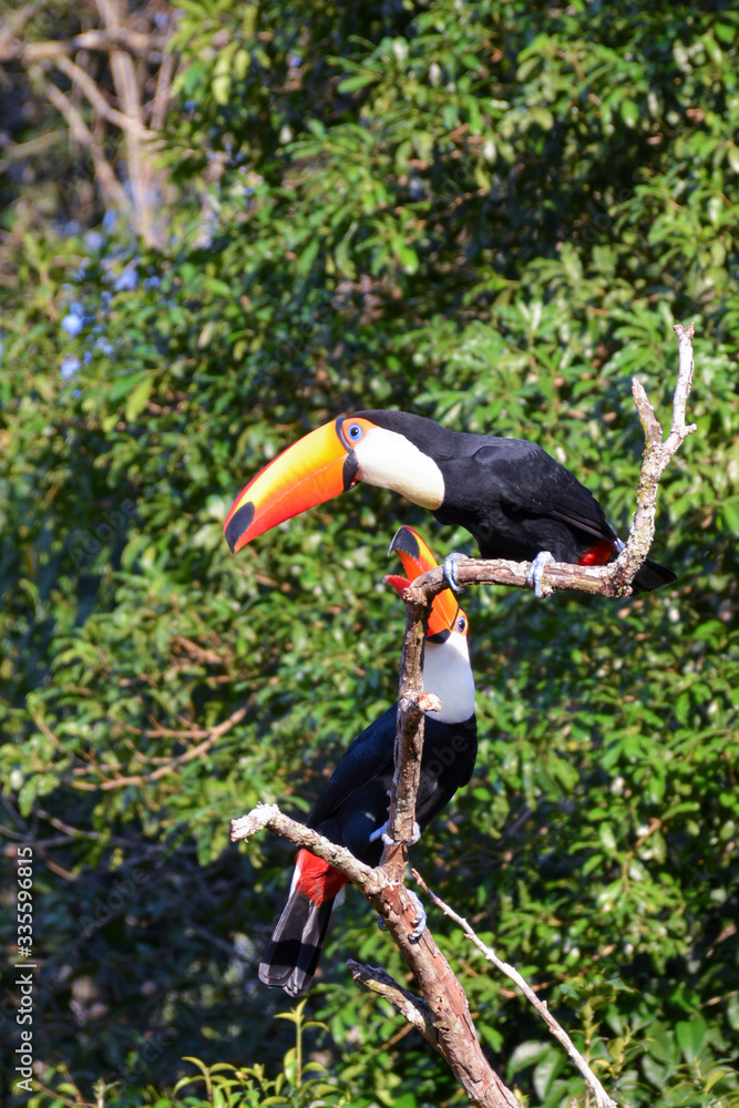 Toucan in Argentine jungle near Iguazu Falls Toucan in Argentine jungle near Iguazu Falls