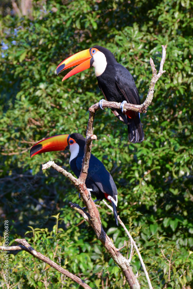 Toucan in Argentine jungle near Iguazu Falls Toucan in Argentine jungle near Iguazu Falls