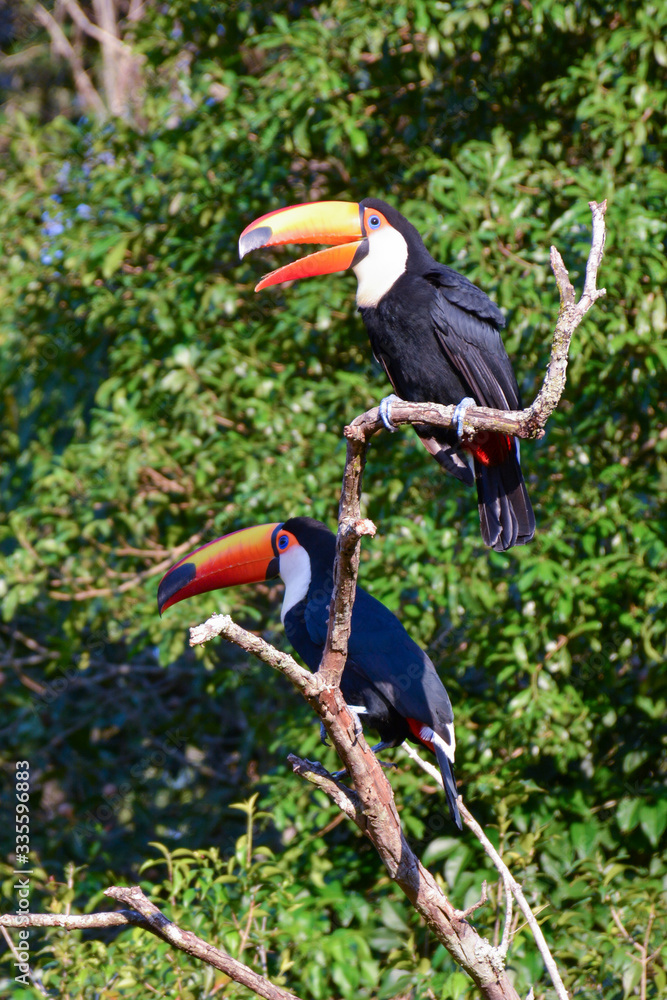 Toucan in Argentine jungle near Iguazu Falls Toucan in Argentine jungle near Iguazu Falls