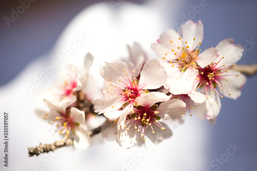 Beautiful branch of cherry blossom sakura in spring time. Copy space. © Yulia Sugarbox