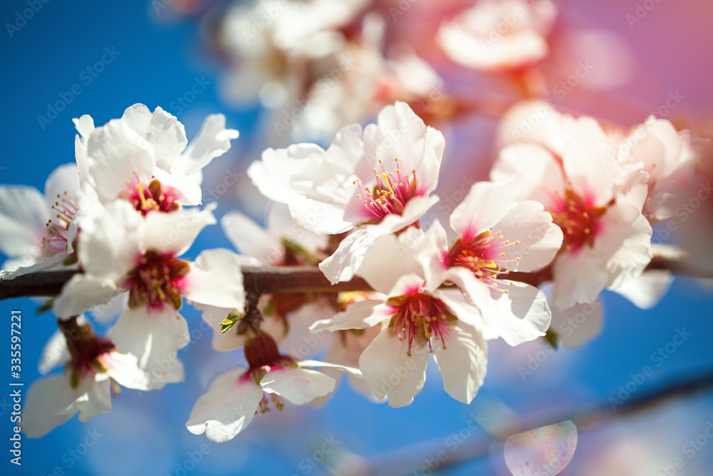 Obraz premium Beautiful branch of cherry blossom sakura in spring time over blue sky.