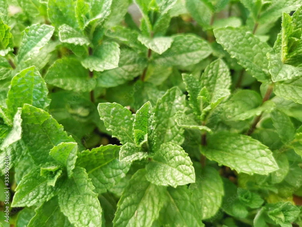 The leaves and flowers of the mint tree in natural green background The leaves and flowers of the mint tree in natural green background