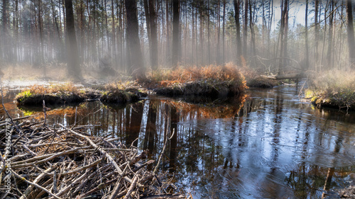 siedlisko bobrów, photo