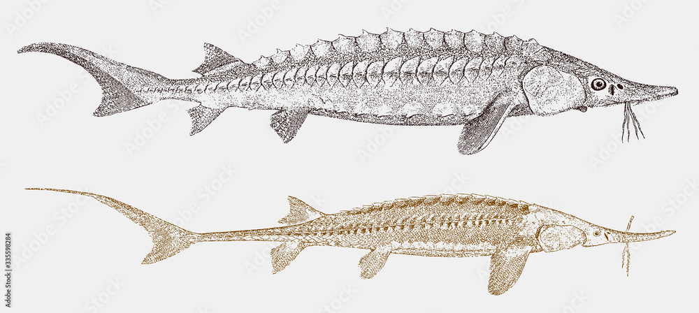 114 BEST Shovelnose IMAGES, STOCK PHOTOS u0026 VECTORS 