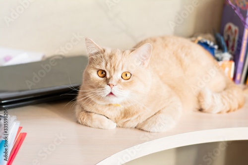 Beautiful ginger cat (British breed) lies on the workplace. British Shorthair ginger cat.