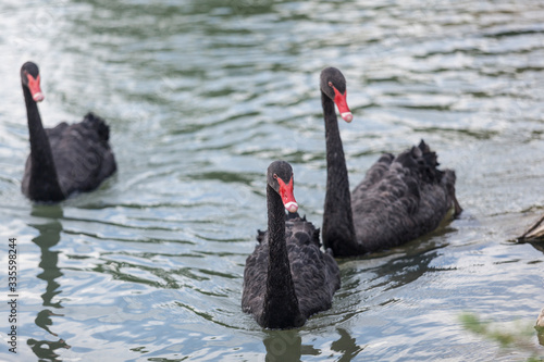 Beautiful black swans swimming in a lake © Yoan