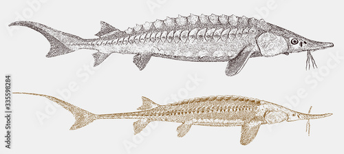 Lake sturgeon acipenser fulvescens and threatened shovelnose sturgeon scaphirhynchus platorynchus