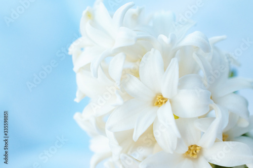 Hyacinth close-up on a pastel background.Concept of a greeting card for a holiday