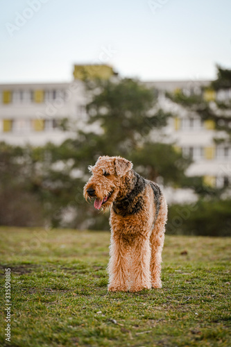 Fotografie Lakeland terrier on nature background in park.