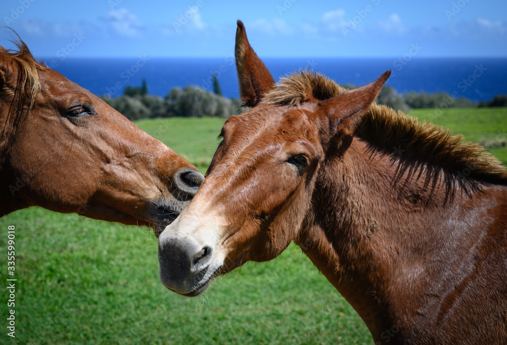 Fototapeta premium Horses - Big Island, Hawaii