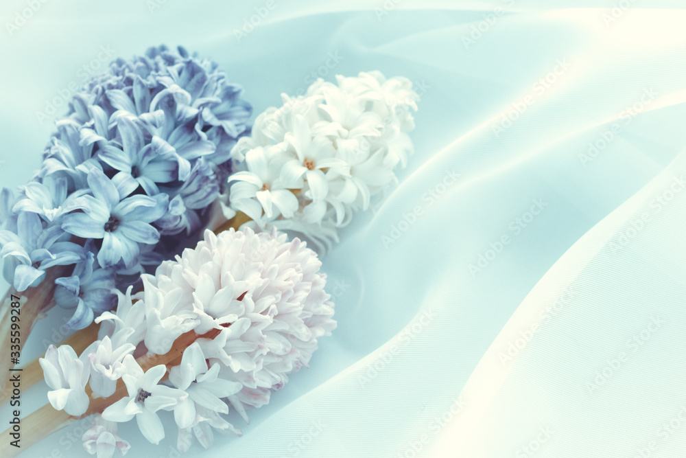 three hyacinth flowers on a pastel background. horizontal image.Concept of a greeting card for a holiday