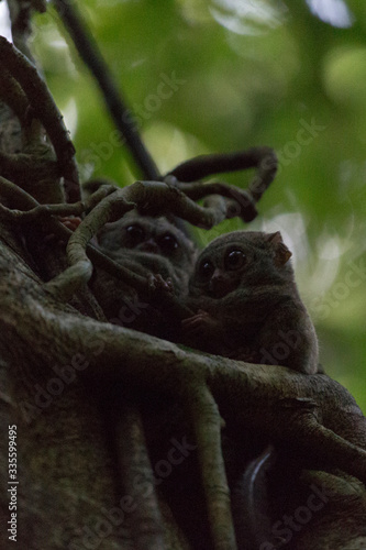 two tarsius on a tree in Tangkoko park © mauriziobiso