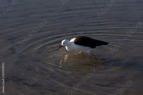 An Andean avocet, Recurvirostra andina © mauriziobiso